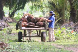 Farm2Bar, Henkel y Solidaridad Network impulsan a más de 500 productores colombianos