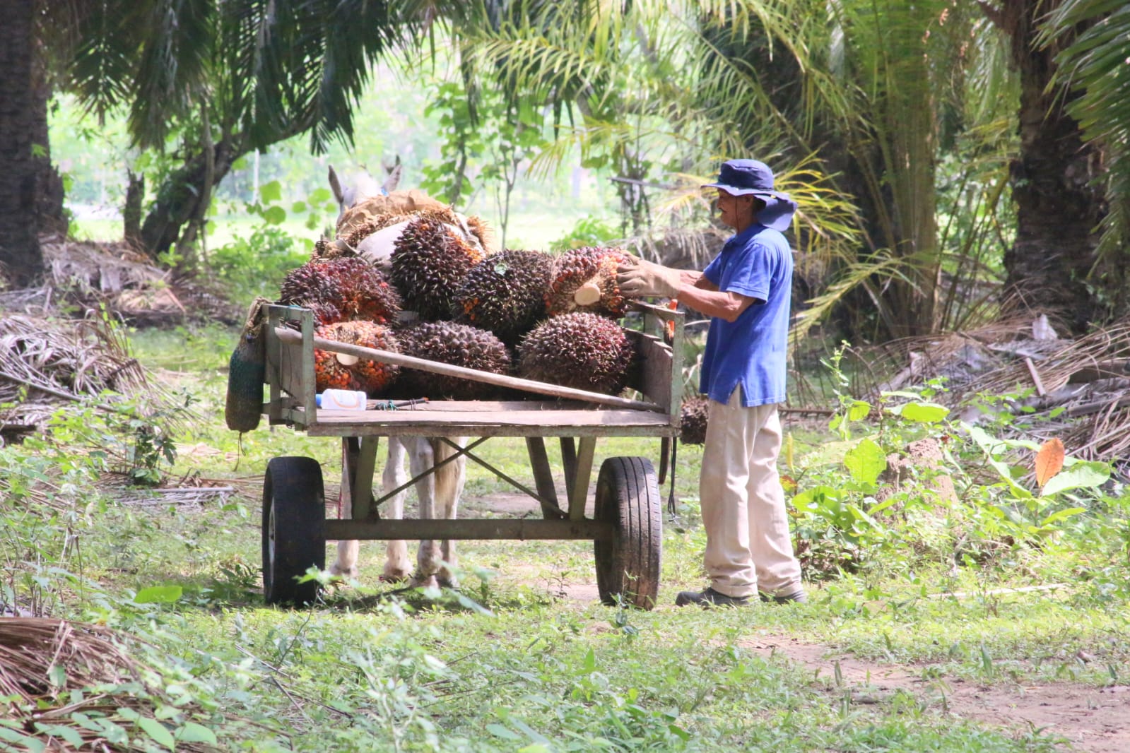 Farm2Bar, Henkel y Solidaridad Network impulsan a más de 500 productores colombianos